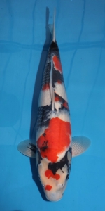 Ue3151