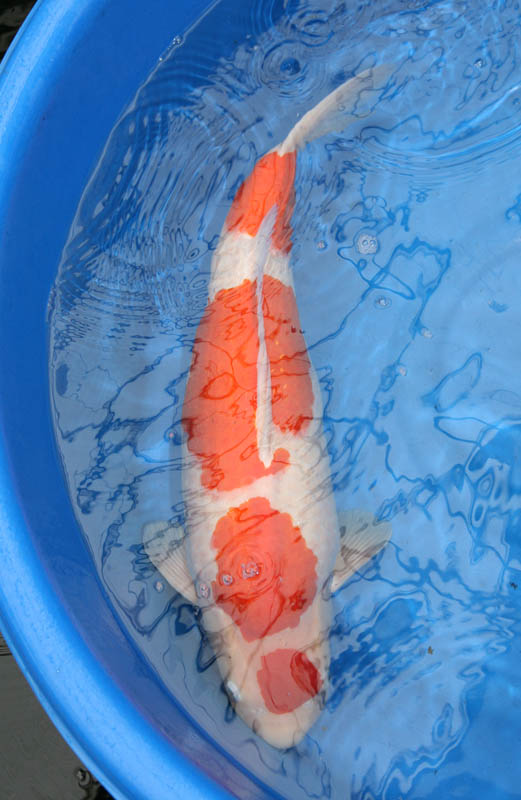 64cm Sansai Kohaku