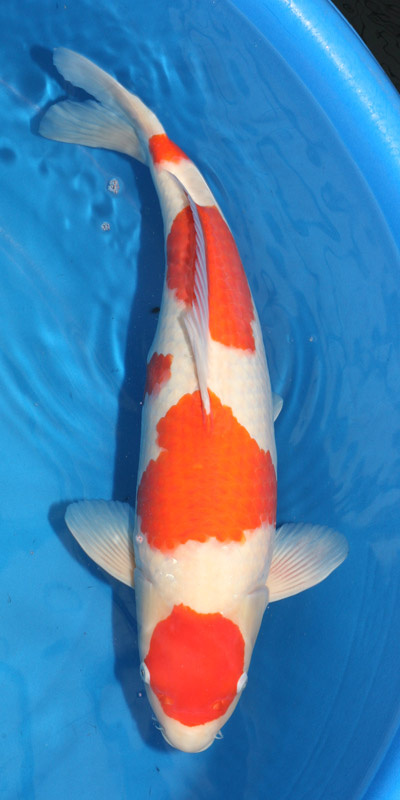 58cm Matsue Maurten Kohaku