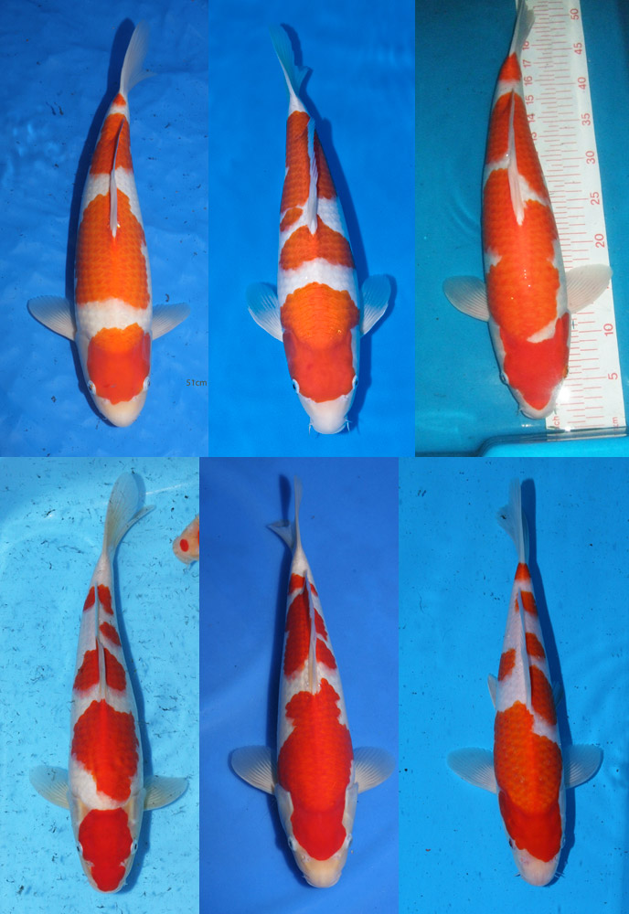 Koi image